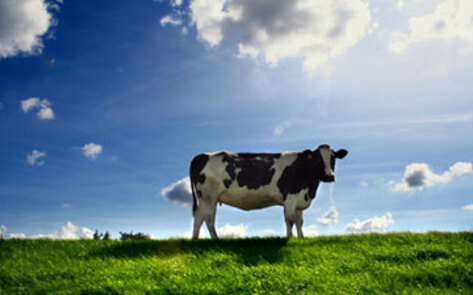 Biochemist's Veg Experiment