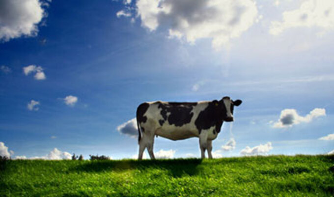 cow