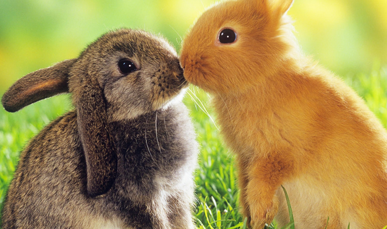 8-Million-Signature Petition to Ban Cosmetic Animal Testing Globally Delivered to UN Headquarters