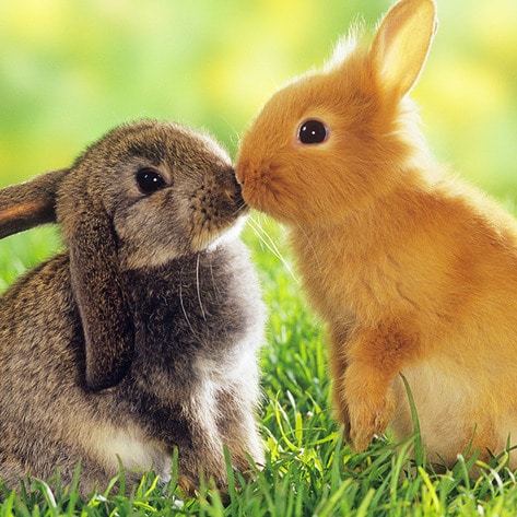 VegNews.Bunnies