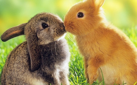 8-Million-Signature Petition to Ban Cosmetic Animal Testing Globally Delivered to UN Headquarters