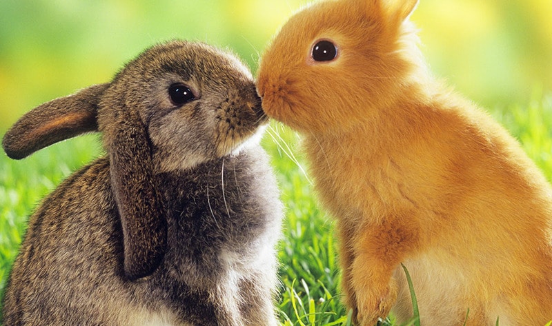 VegNews.Bunnies