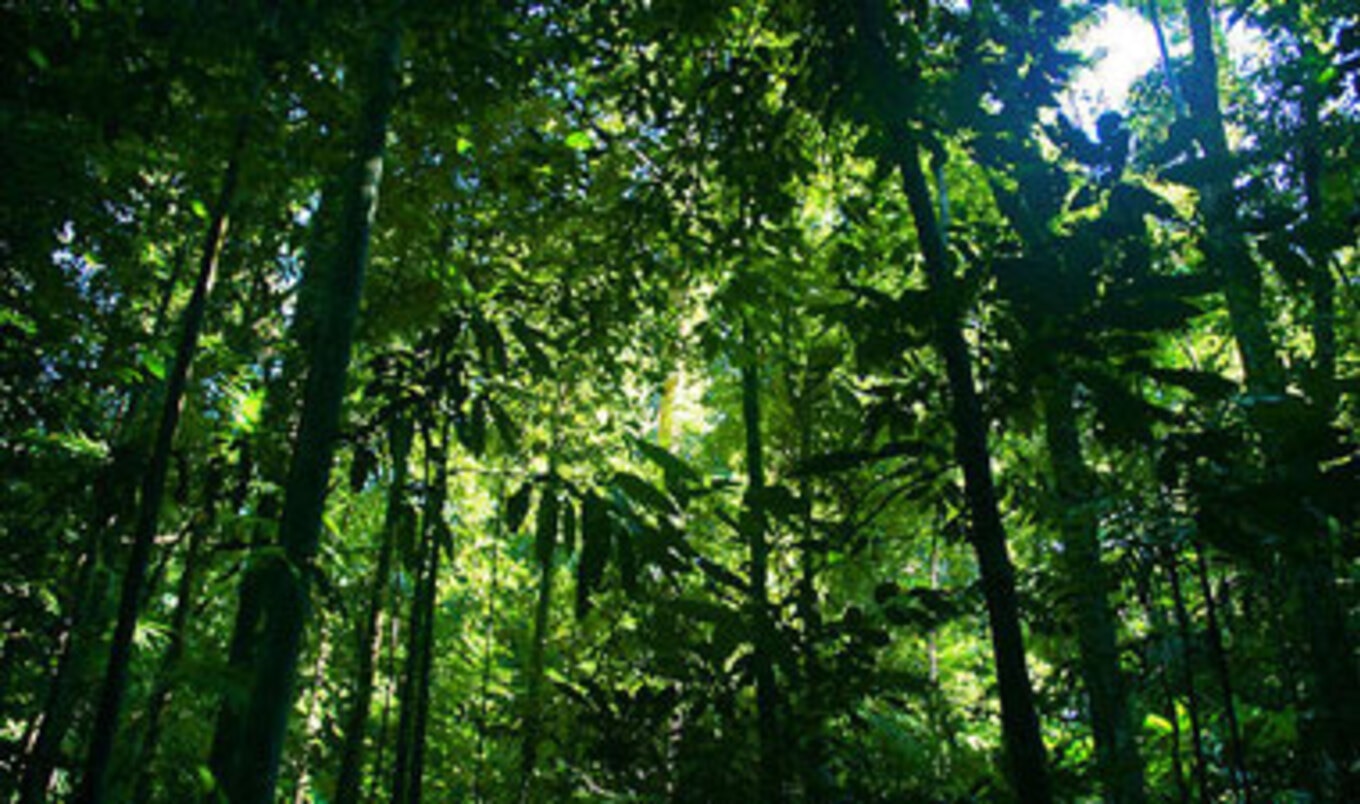 Rainforest Protection Plan