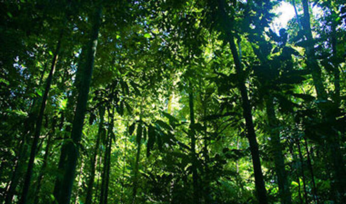 rainforest