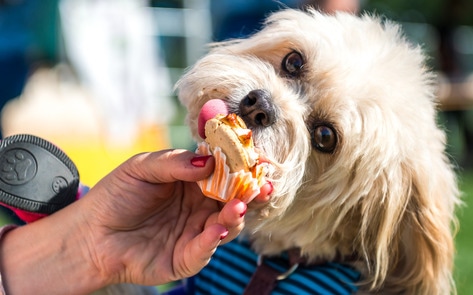 VegNews.VegandaleDog