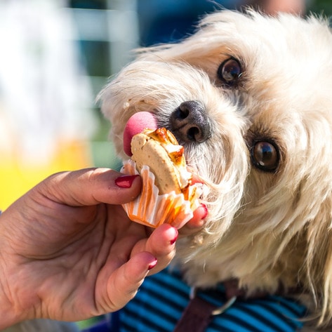 A Pop-Up Neighborhood in NYC Just Changed Vegan Food Forever