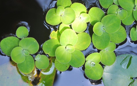 Is Duckweed the Next Vegan Egg?