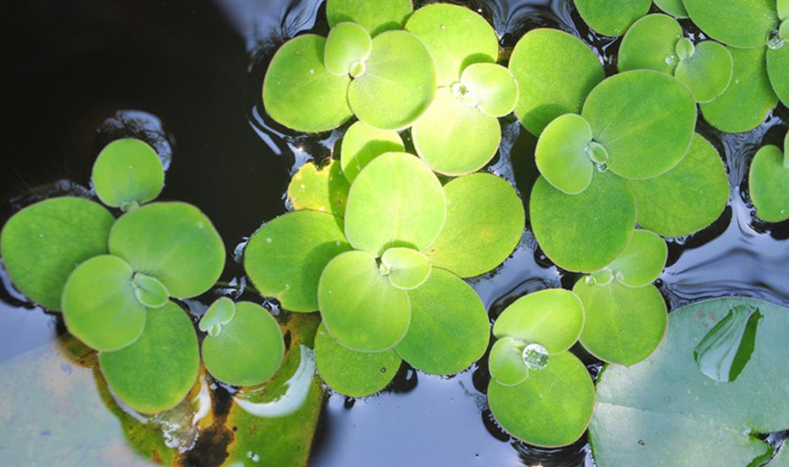 Is Duckweed the Next Vegan Egg?