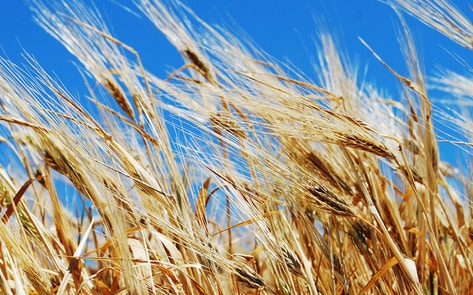 New Finnish Project to Turn Animal Feed into Meat and Dairy Alternatives