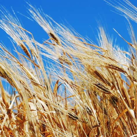 VegNews.Wheat