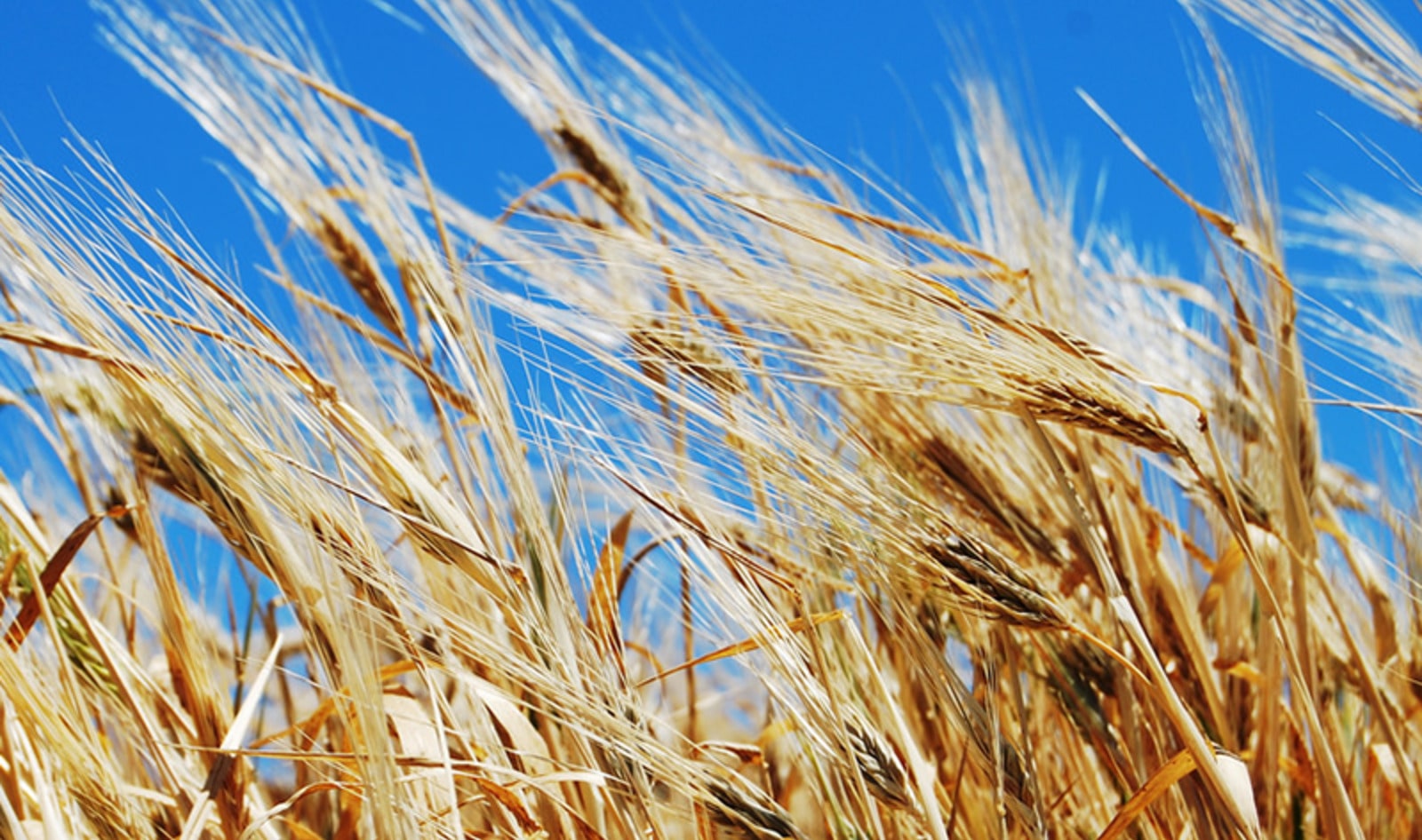 New Finnish Project to Turn Animal Feed into Meat and Dairy Alternatives