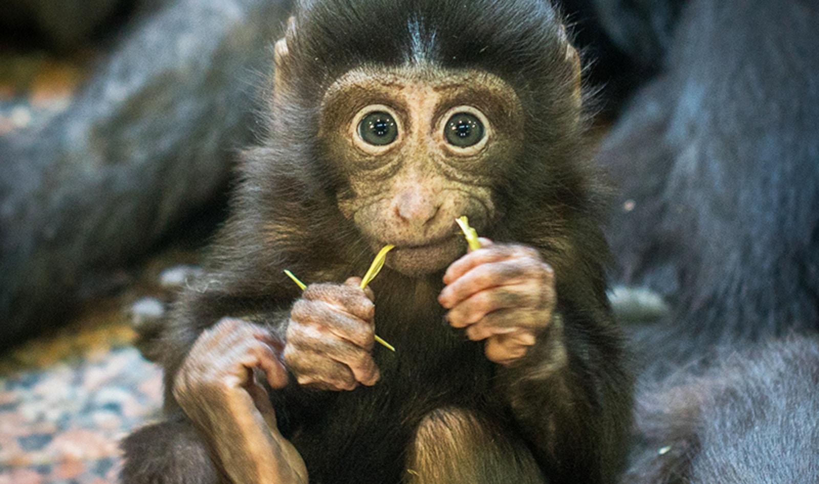 Congressmen Send Bipartisan Demand to FDA to End Cruel Primate Testing