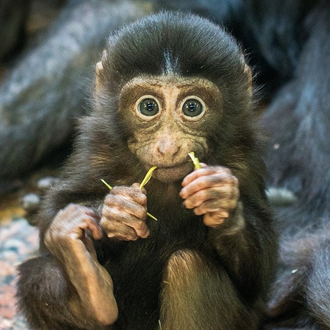 VegNews.Primate