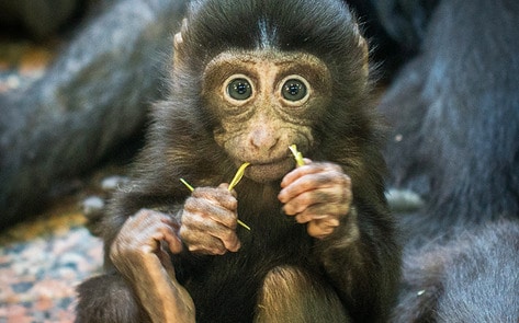 Congressmen Send Bipartisan Demand to FDA to End Cruel Primate Testing