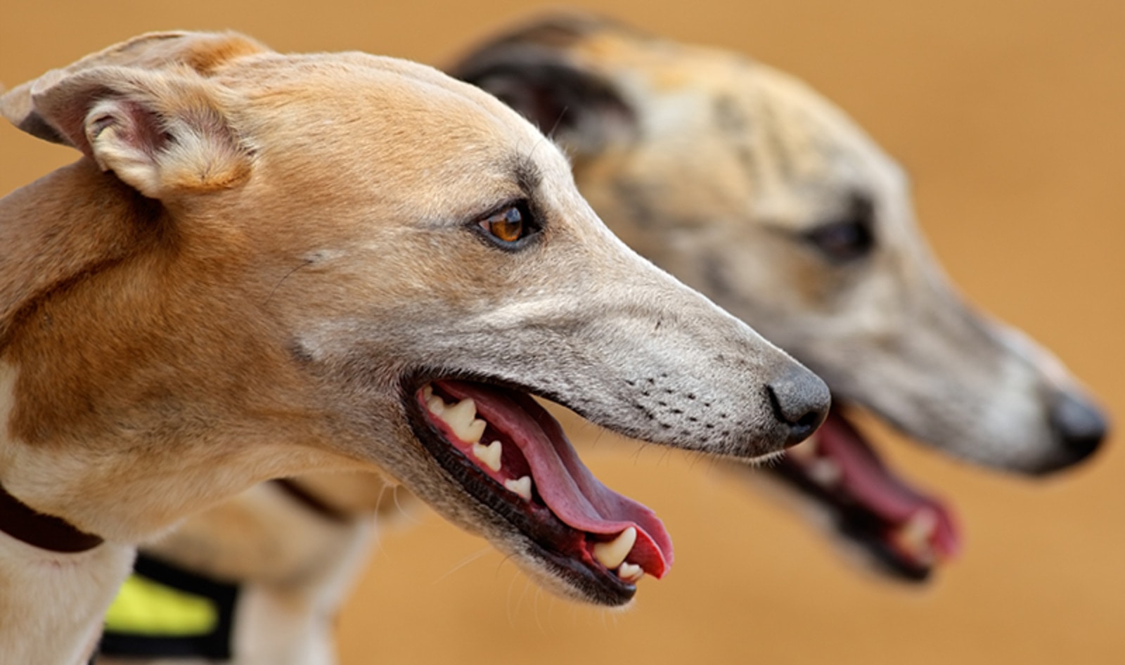 Florida Votes to Ban Greyhound Racing
