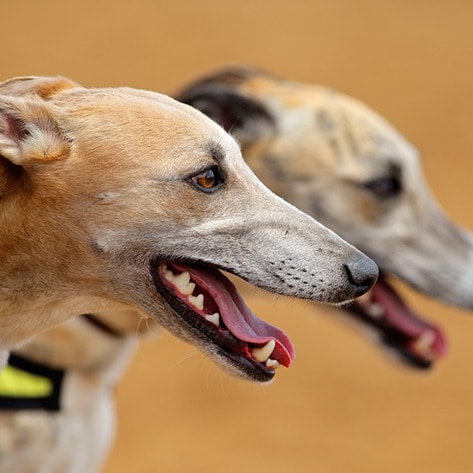 VegNews.Greyhounds