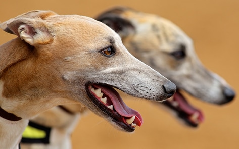 Florida Votes to Ban Greyhound Racing