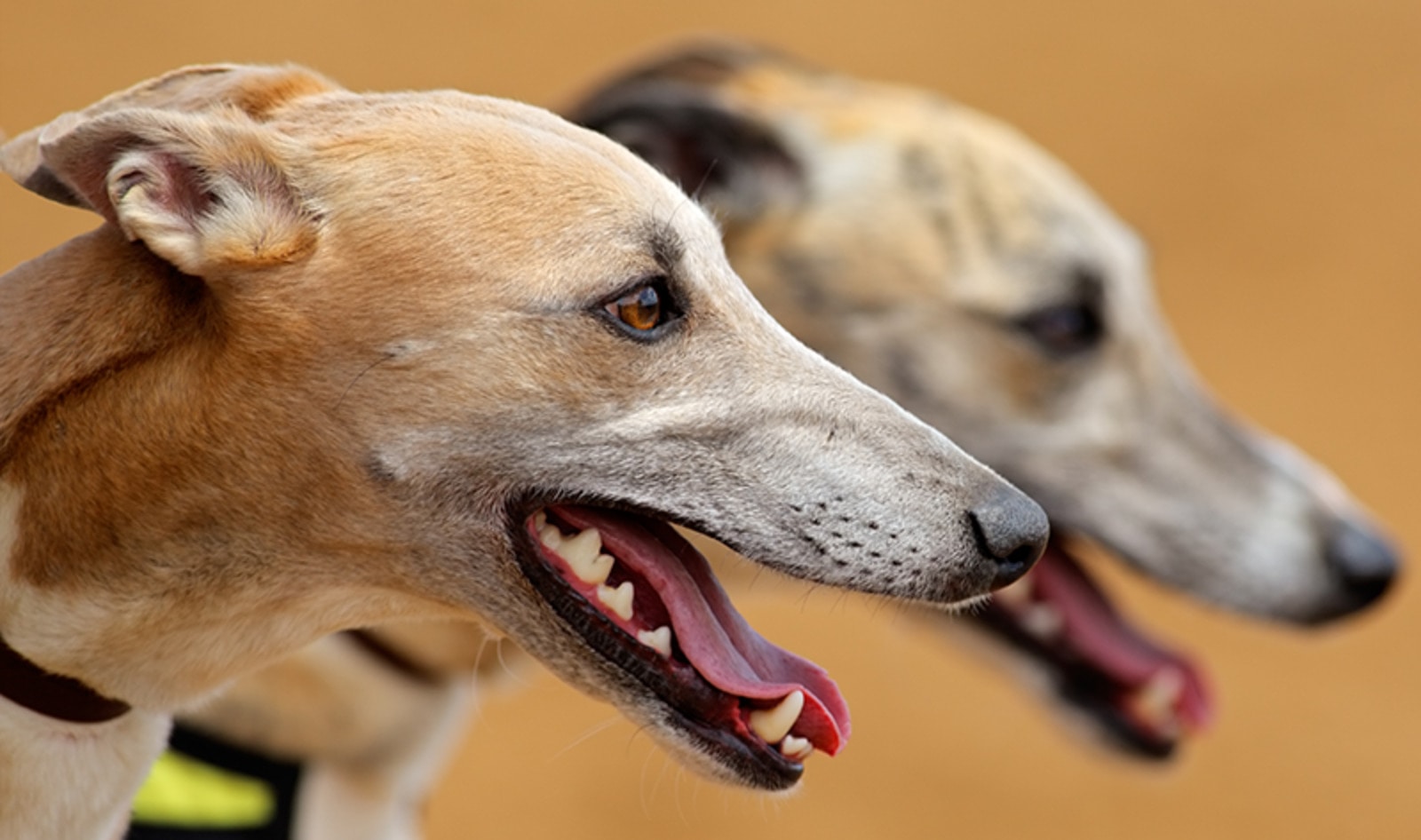 Arkansas to End Greyhound Racing by 2022