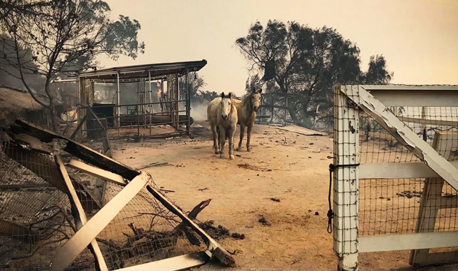 Sandra Bullock Donates $100K to Save Animal Victims of California Wildfires