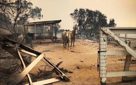Sandra Bullock Donates $100K to Save Animal Victims of California Wildfires