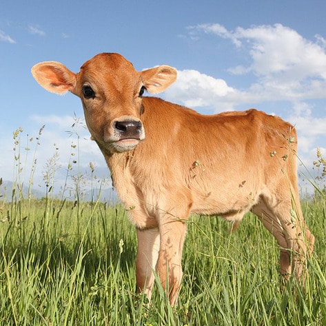 Danish Dairy Farmers Refuse to Allow Filming of Milk Production