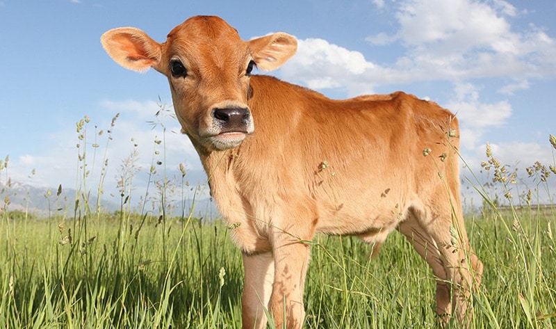 VegNews.Calf4