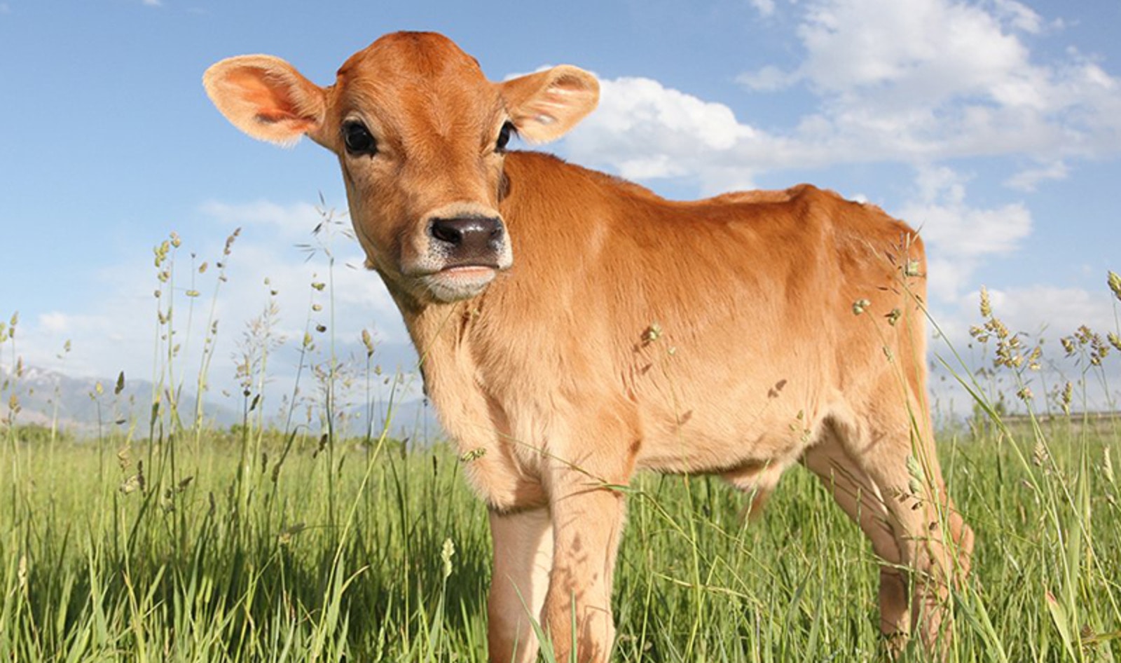 Danish Dairy Farmers Refuse to Allow Filming of Milk Production