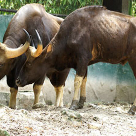 Ritual Animal Sacrifice