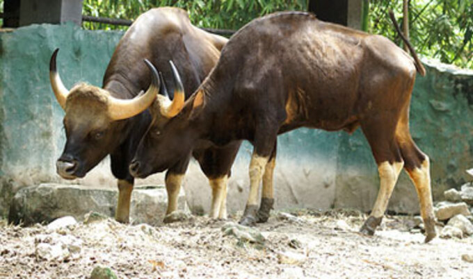 buffalo