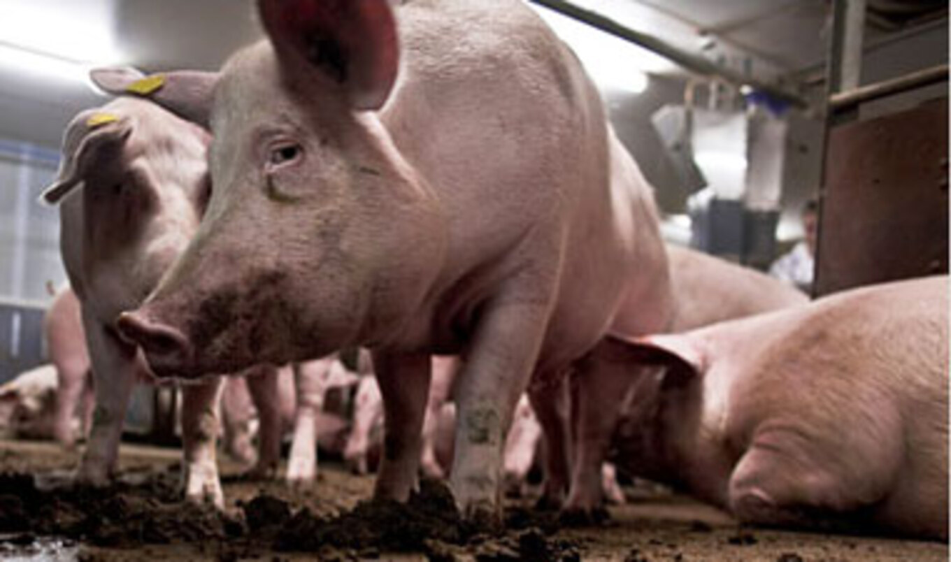 New Anti-Factory Farm Campaign in Subway Stations