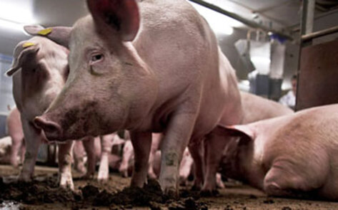 Failed Meat Safety Program Will Be Used in the US