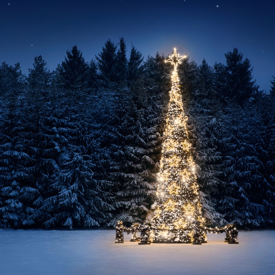 The VegNews Guide to Eco-Friendly Holiday Trees