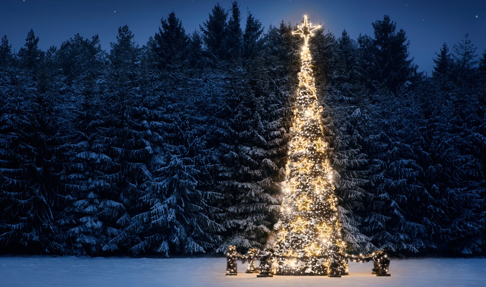 The VegNews Guide to Eco-Friendly Holiday Trees