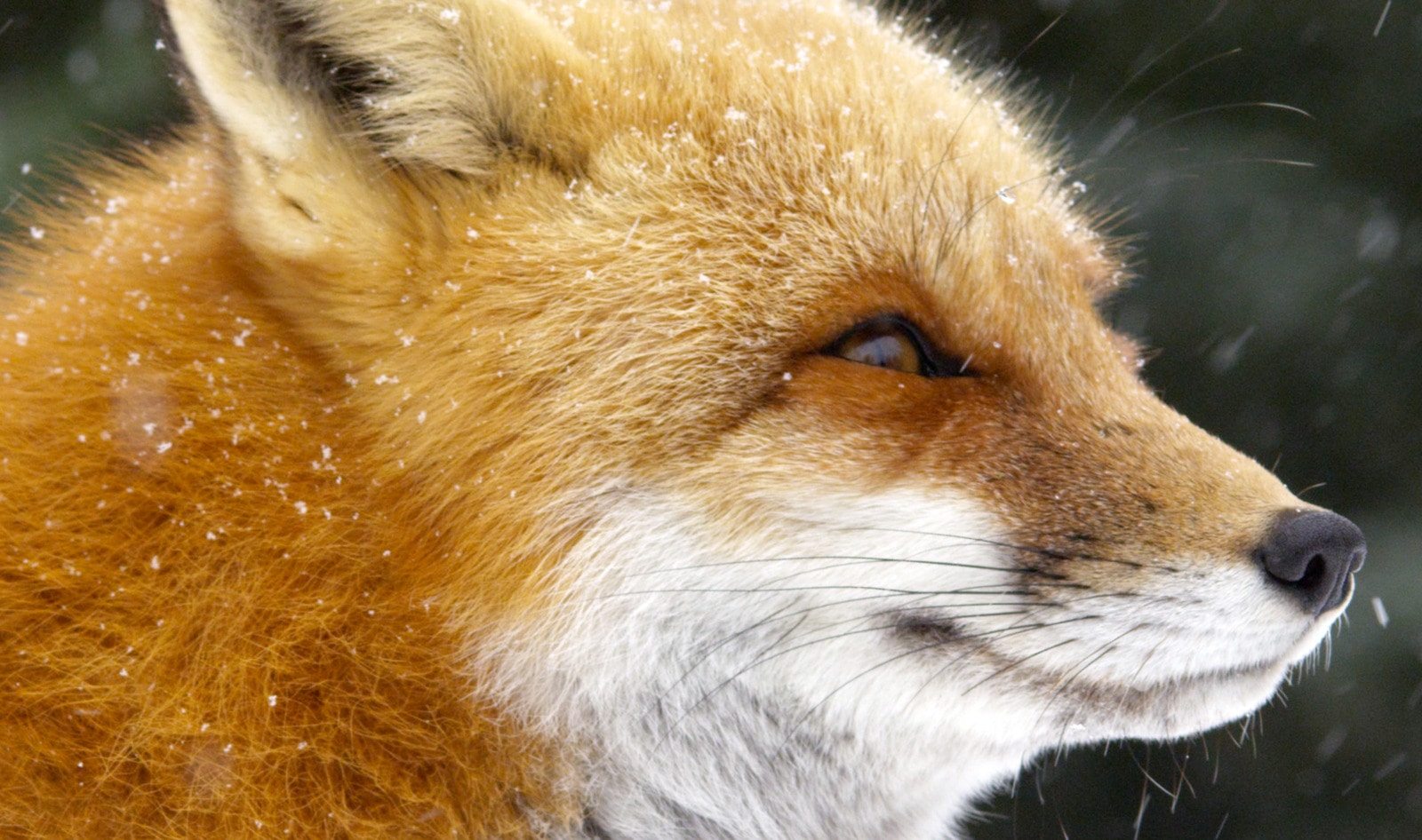 Chanel Bans Fur and Reptile Skin