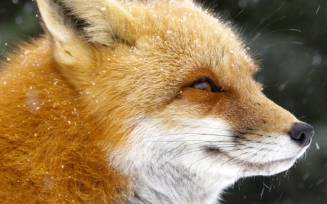 VegNews.Fox