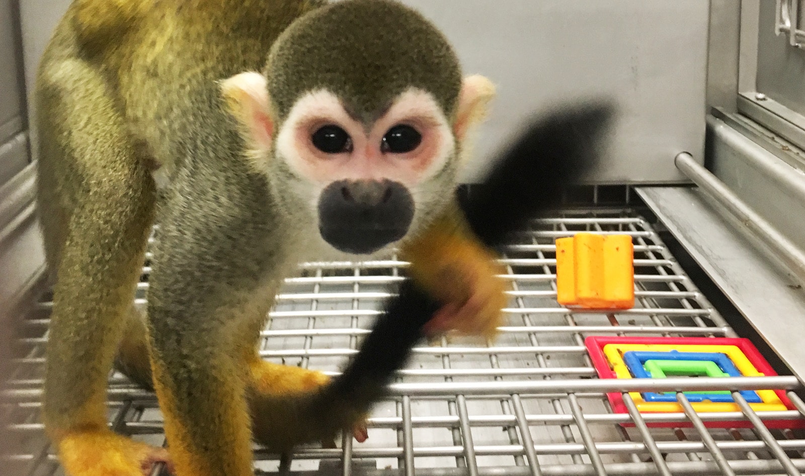 FDA Retires Primates From Its Labs For the First Time
