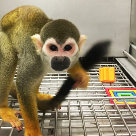VegNews.Monkey