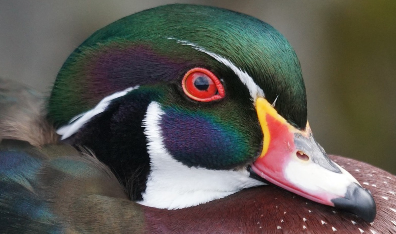 Amazon Bans Sale of Foie Gras in California