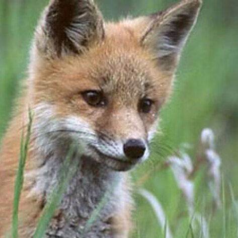 Truth in Fur Labeling