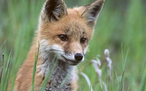 DrJays.com Markets Real Fur Clothing as Faux Fur