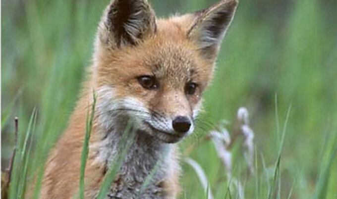 furfree