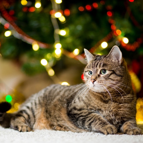 4 Easy Ways to Support Animals During the Holidays