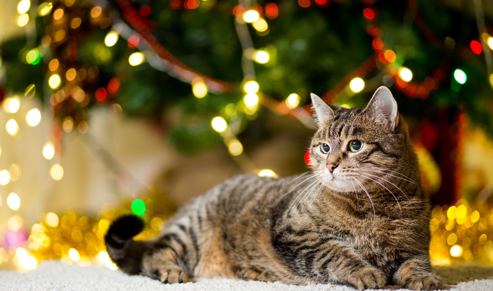 4 Easy Ways to Support Animals During the Holidays