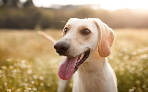 5 Reasons Your Dog’s New Year’s Resolution Should Be to Go Vegan