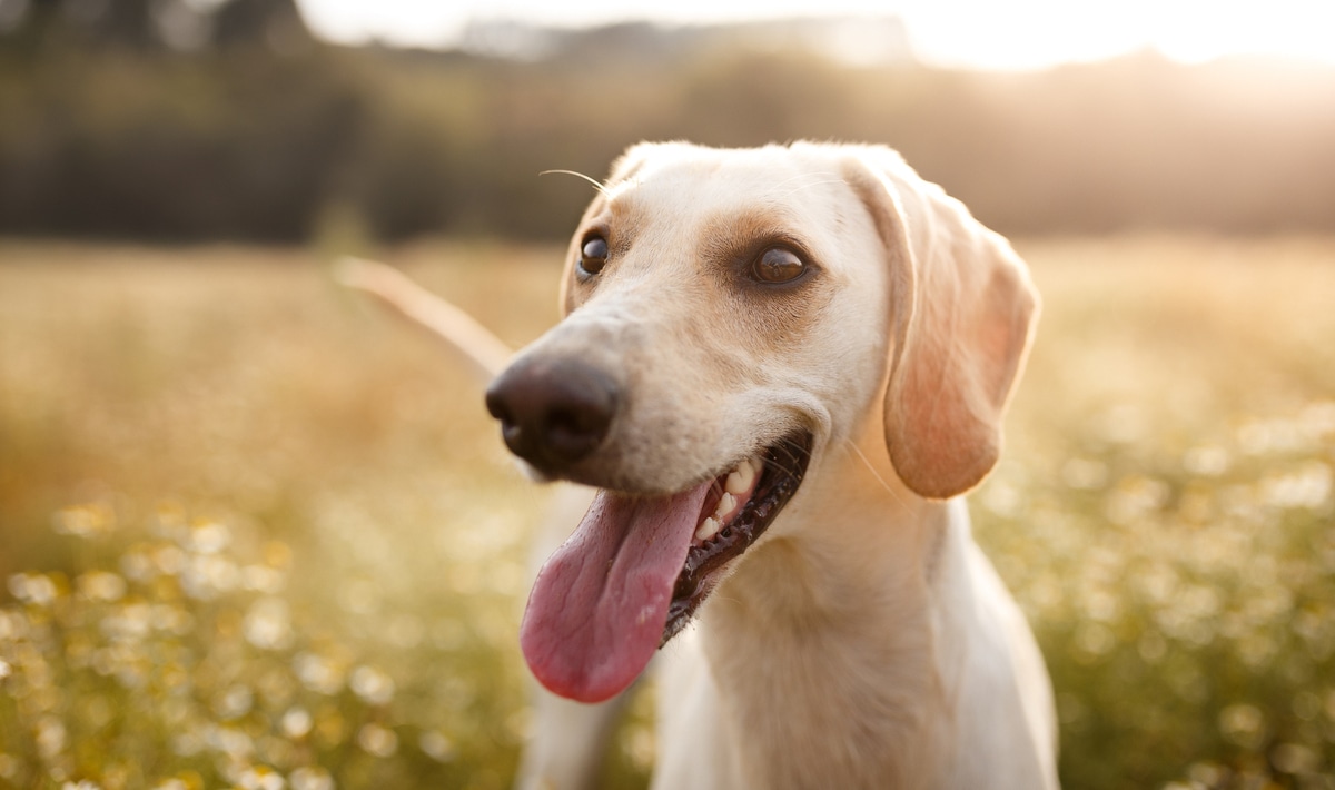 5 Reasons Your Dog's New Year's Resolution Should Be to Go Vegan - Vimarsana News