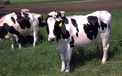 Scientists Say Dairy Cows Contribute to LA Smog