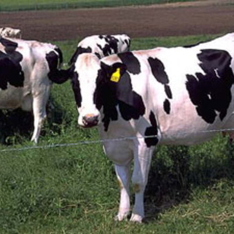 Study Tells UK To Go Veg