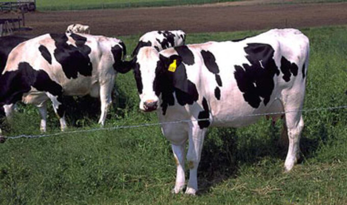 cowsfarm