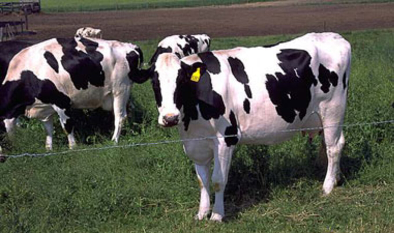 Meat Demand May Decline