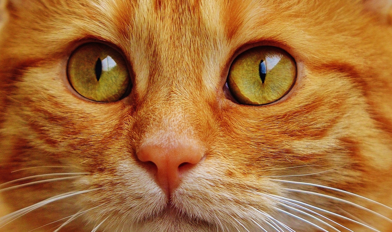 United States Bans Slaughter of Cats and Dogs for Food 